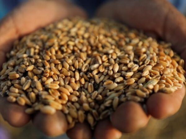 الجامعة العربية تعلن “نجاح” توطين زراعة القمح بموريتانيا
