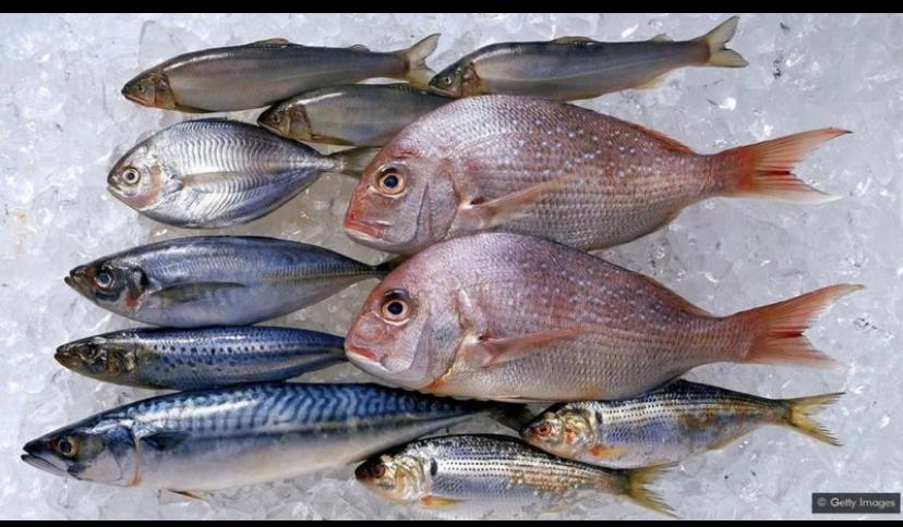FNP – La pêche des petits pélagiques est indéniablement la principale ressource dans nos eaux. Le Groupe de travail de l’IMROP qui vient de se terminer en Février 2023 a confirmé un potentiel avéré de 1 200 000T.