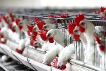 Le Sénégal revèle la propagation de la grippe aviaire dans certaines zones