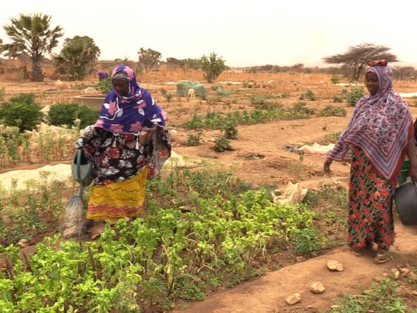 Mauritanie: tomates, aubergine, haricot… depuis 40 ans des femmes de MBeidya Sakha cultivent les valeurs de l’abnégation