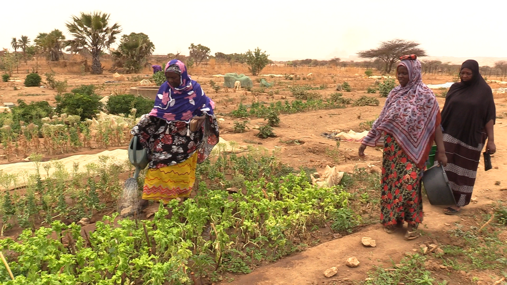 Mauritanie: tomates, aubergine, haricot… depuis 40 ans des femmes de MBeidya Sakha cultivent les valeurs de l’abnégation