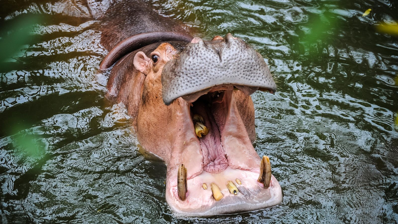 Mauritanie : un enfant de 8 ans survit à une attaque d’hippopotame près de Tekane