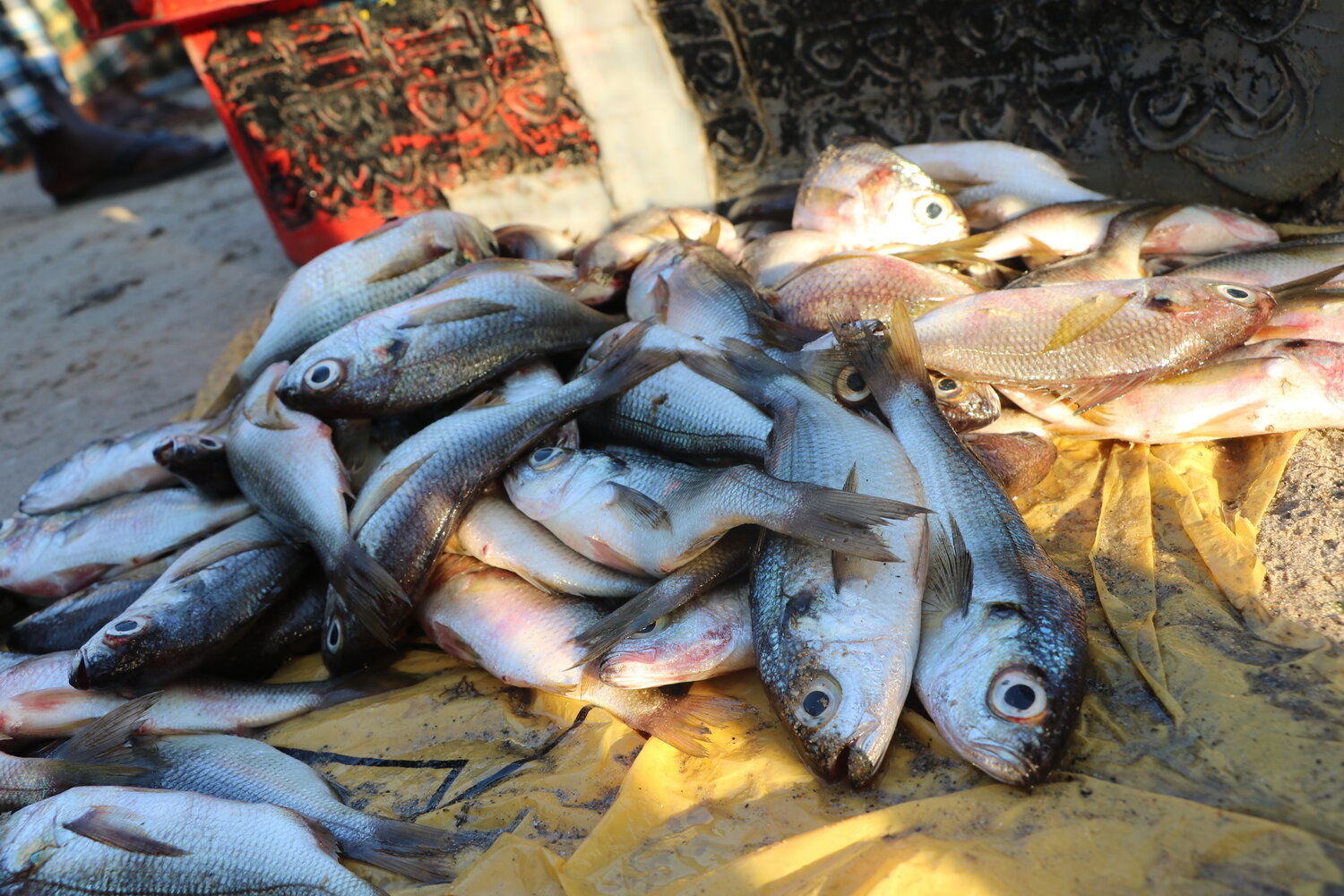 La Mauritanie va livrer annuellement 50.000 tonnes de poisson au Sénégal en vertu d’un accord signé entre les 2 pays