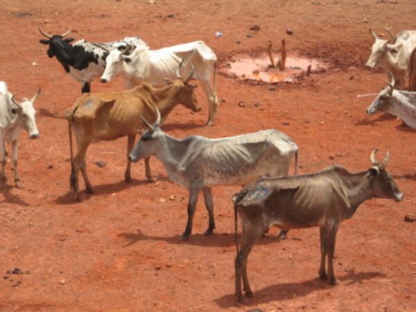 Yahi Ould Boubacar alerte sur l’inefficacité de la stratégie de protection des pâturages