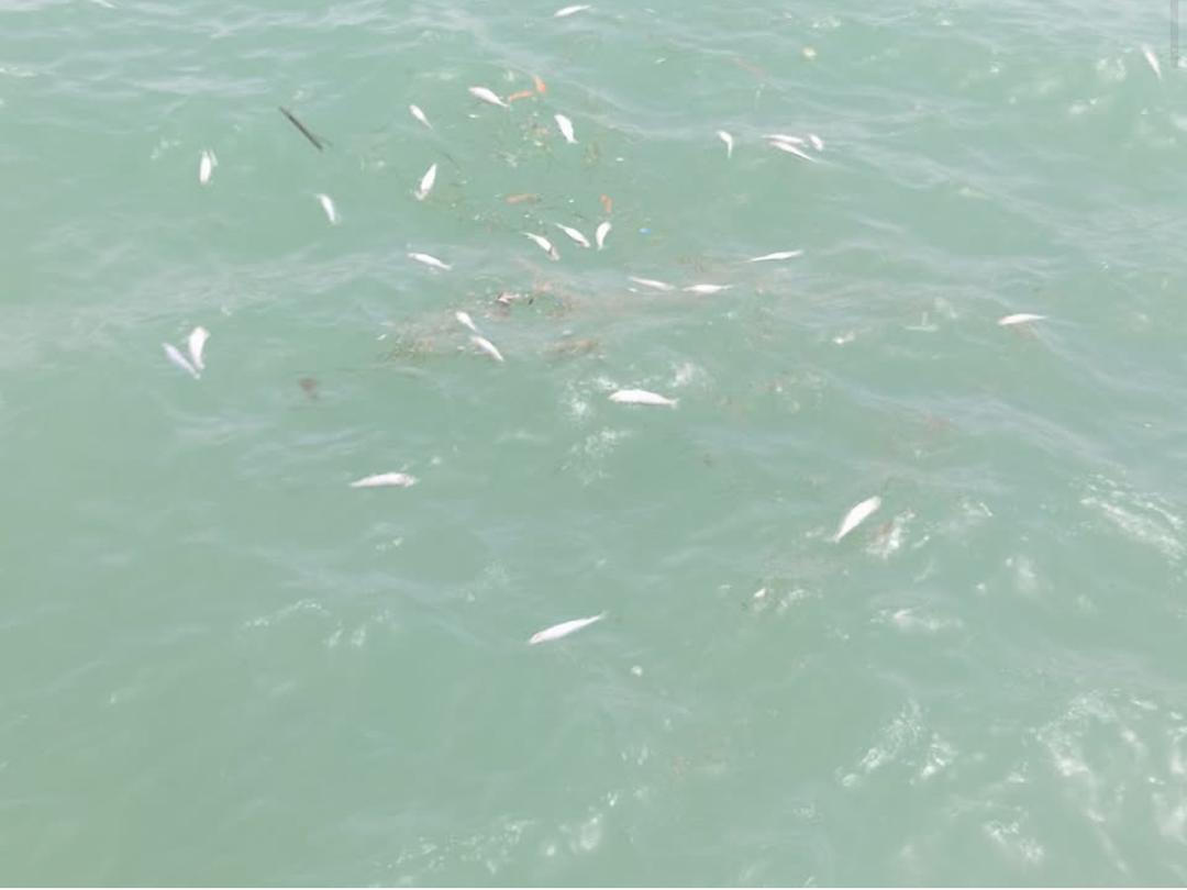 Hécatombe de mulets sur les côtes de Nouadhibou