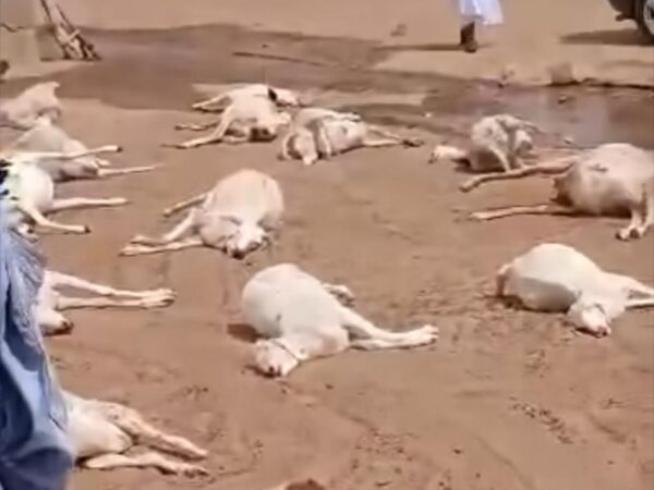 Hodh Chargui : mortalité massive de bétail à Akreivett, les habitants lancent un appel à l’aide