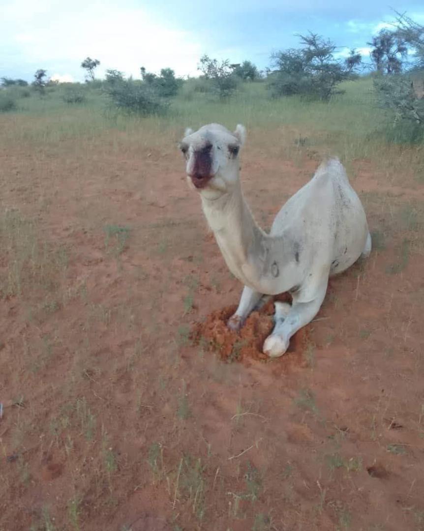 Trarza : propagation inquiétante de la fièvre de la Vallée du Rift parmi les troupeaux de chameaux