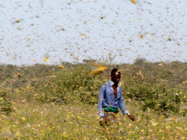 Des essaims de criquets envahissent une localité du sud de Tékane