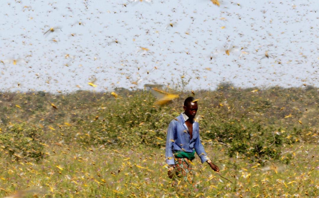 Des essaims de criquets envahissent une localité du sud de Tékane