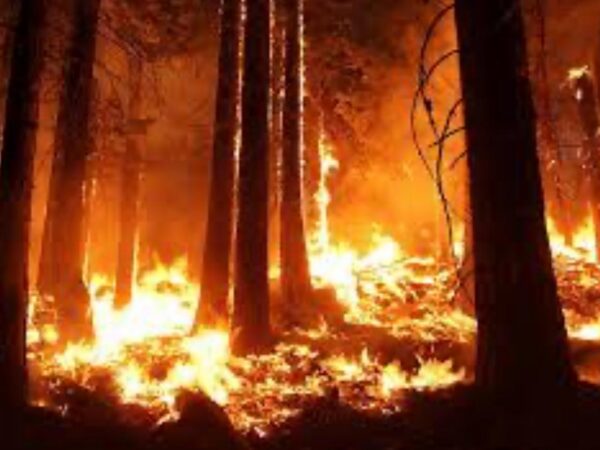 Cinq personnes déférées à la justice pour incendies de pâturages à Kankossa