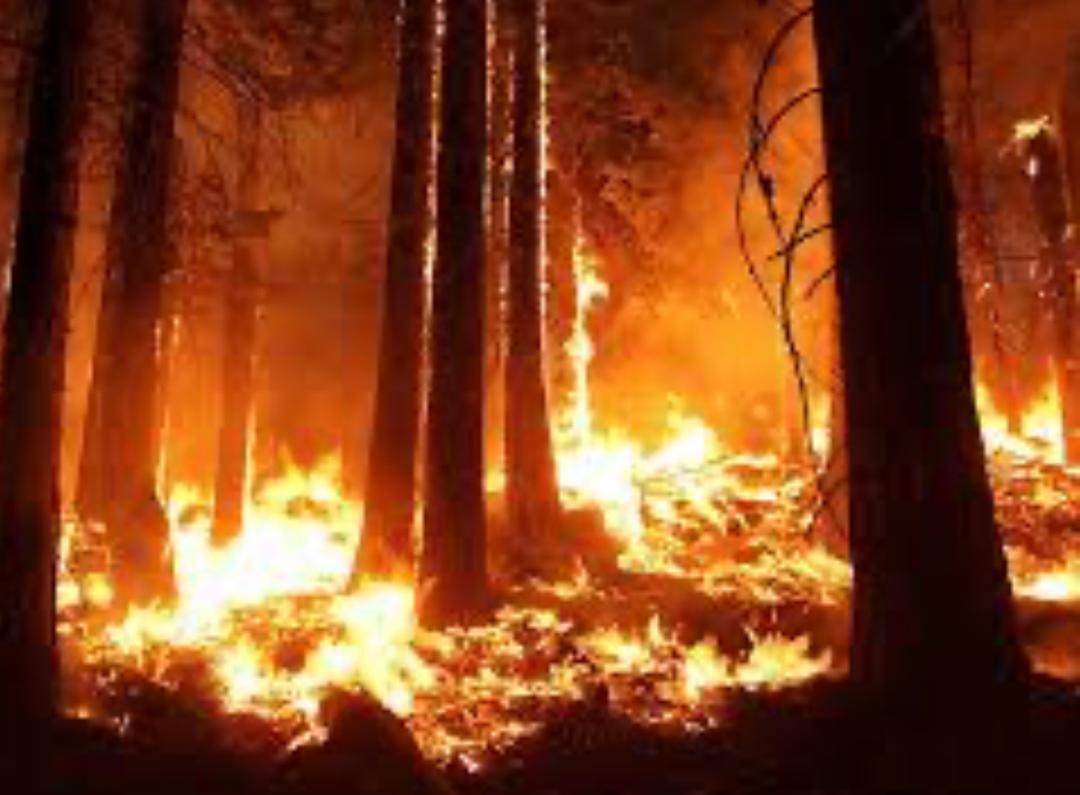 Cinq personnes déférées à la justice pour incendies de pâturages à Kankossa