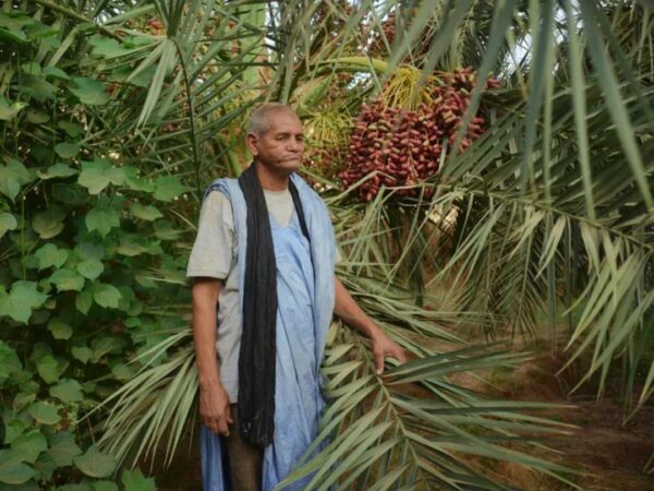 Agriculture : l’Adrar renforce sa production et appelle à une mobilisation des agriculteurs