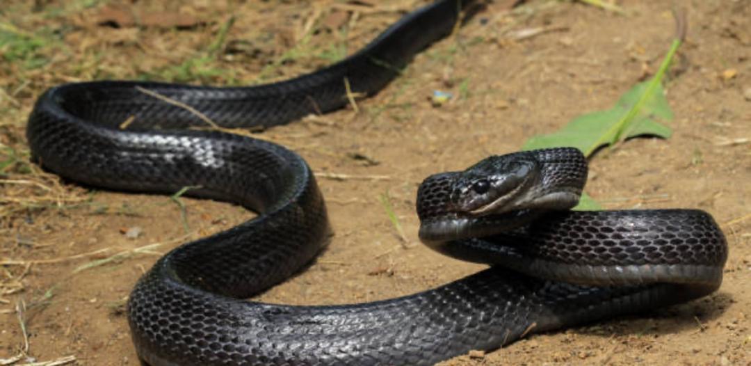 Décès d’un élève de mahadra à El Ghaïra après une morsure de serpent