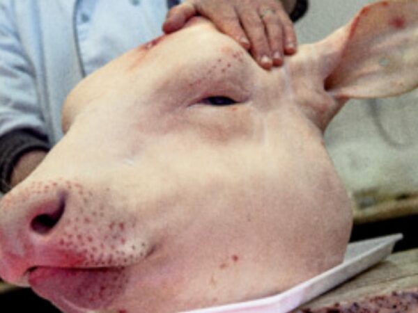 Fait divers | Interpellation insolite à bord d’un bus entre Aioun et Tintane