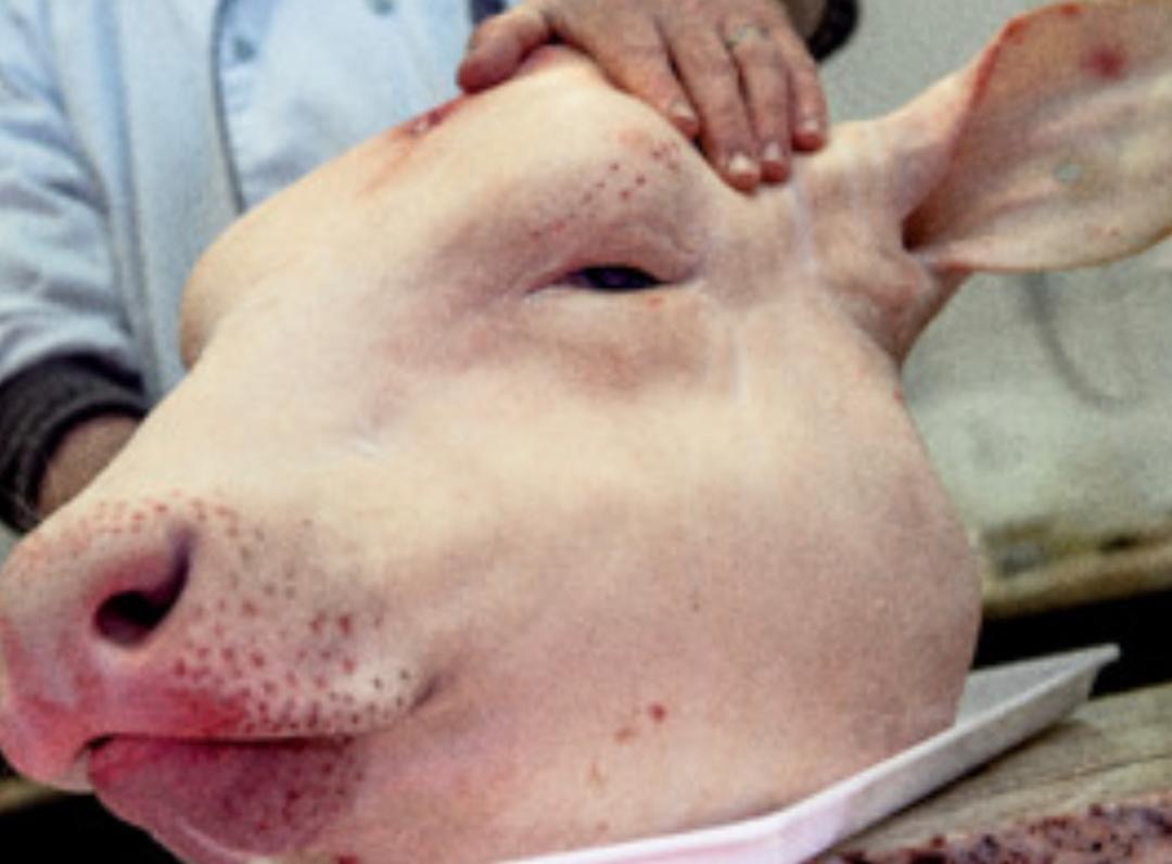 Fait divers | Interpellation insolite à bord d’un bus entre Aioun et Tintane