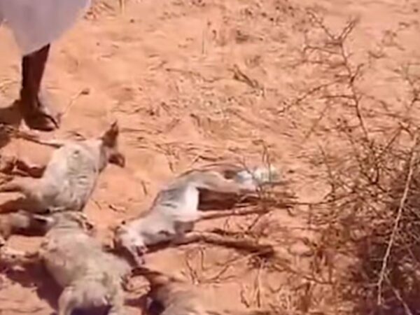 Arrestation d’un suspect pour l’abattage de six chacals à Boutilimit