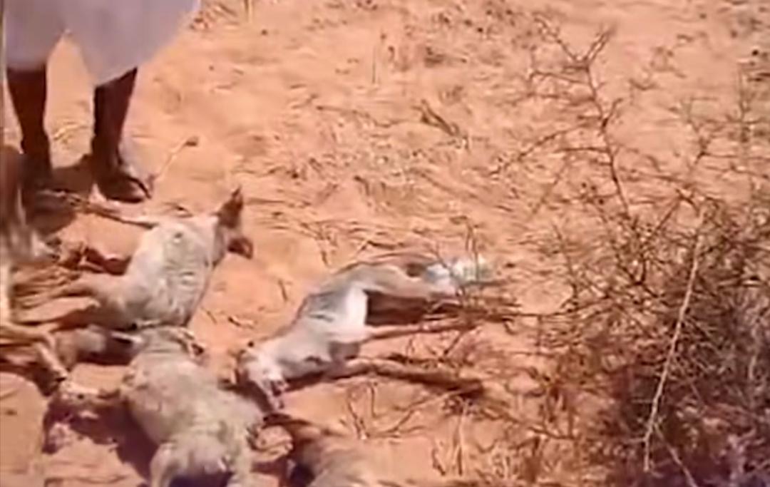 Arrestation d’un suspect pour l’abattage de six chacals à Boutilimit