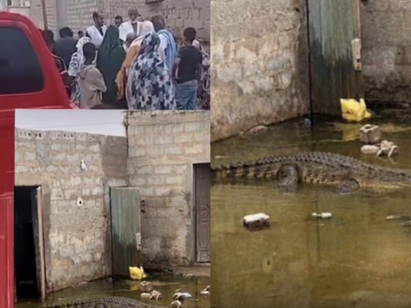 Un caïman signalé dans une maison abandonnée à Mgaizira 3, à Teyarett
